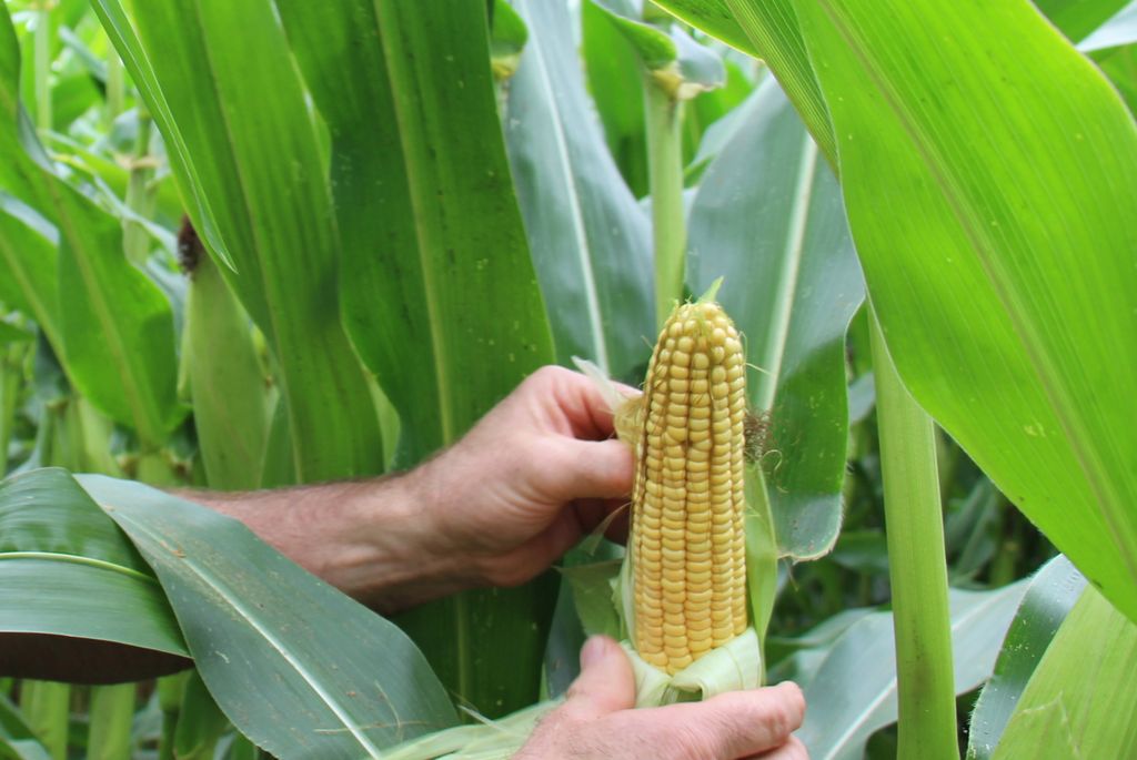 Observation d'un épi de maïs avant ensilage