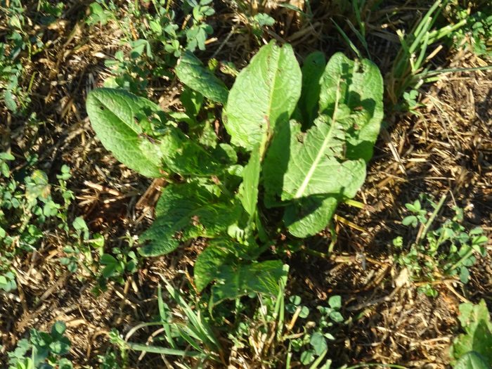 rumex