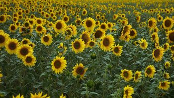 Récolte de tournesol 2023 : des rendements corrects mais des prix en retrait