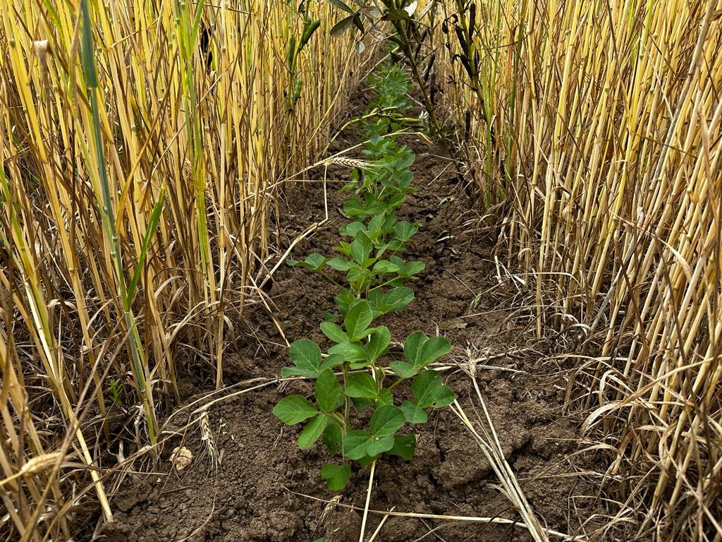 culture en relay cropping chez Agrisem