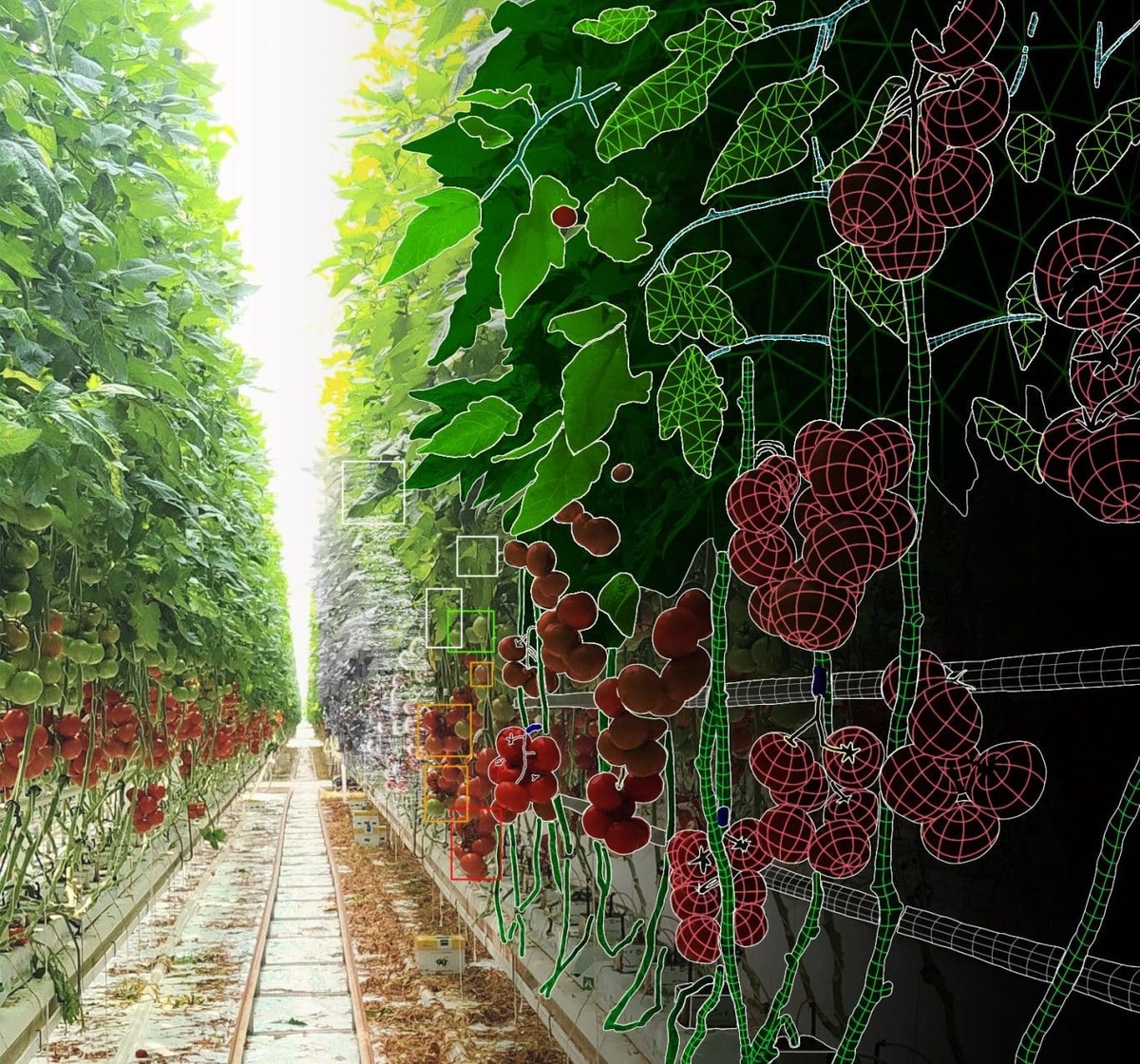 Vision du robot Leafy effeuilage des tomates