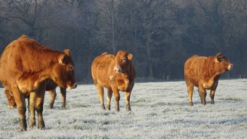 -1,3t de fourrage et +2kg de lait grâce au pâturage hivernal