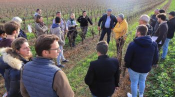 Couverts en viticulture: jusqu’à 6 degrés de différence entre sols nu et couvert