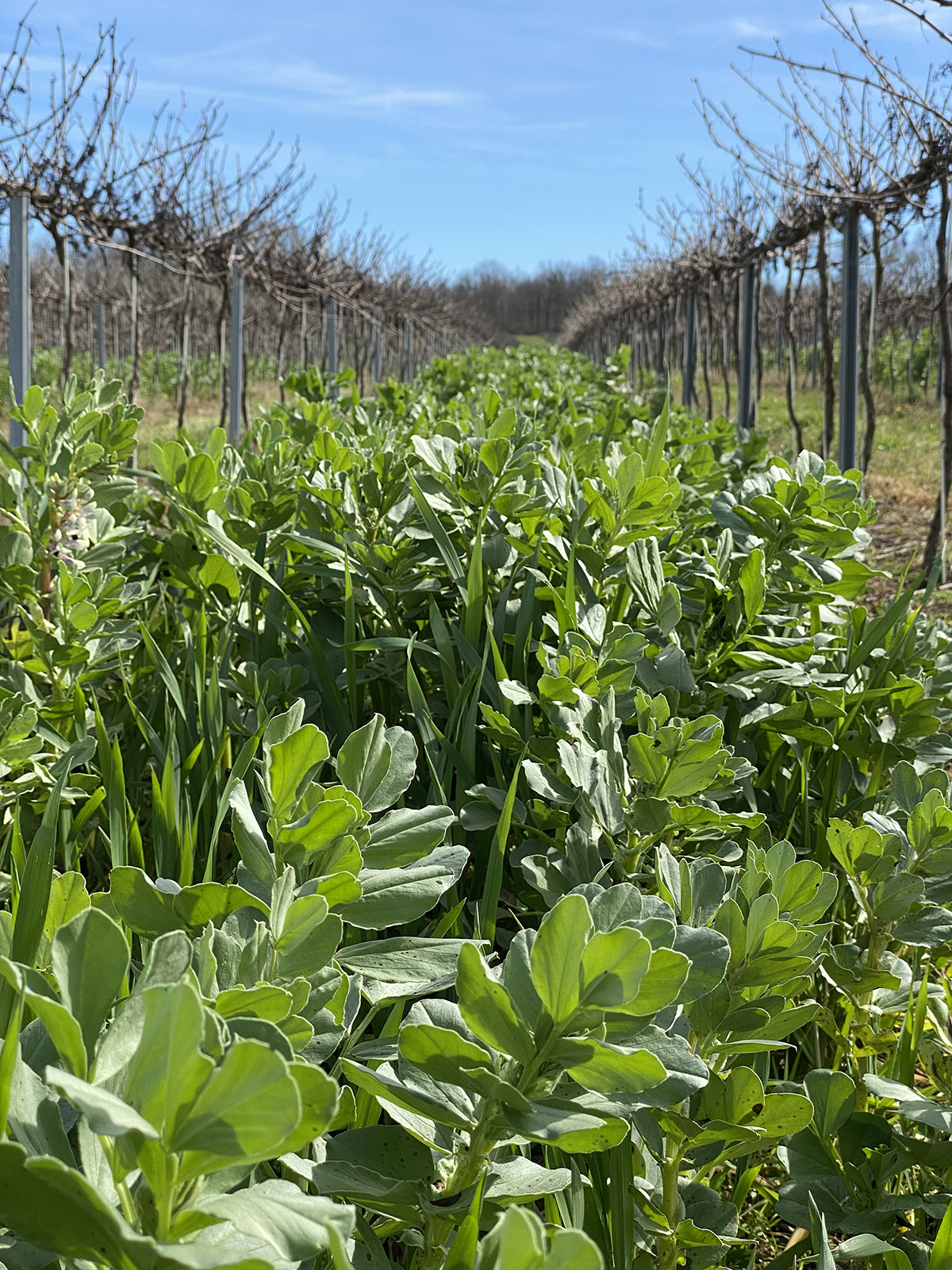 Journée de démonstration sur la taille mécanisée en .vigne