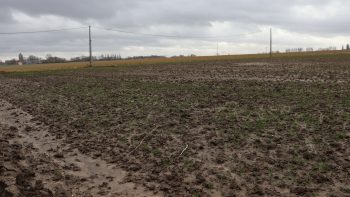 Semer après un échec en blé d’hiver