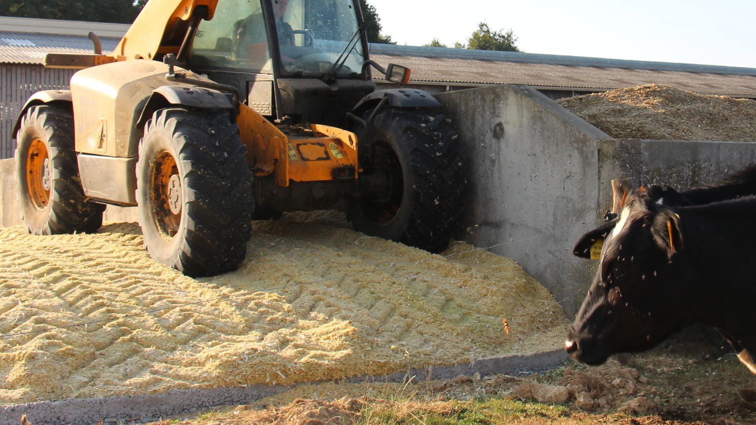 L'élevage laitier herbager peut s'appuyer sur l'ensilage de maïs épi