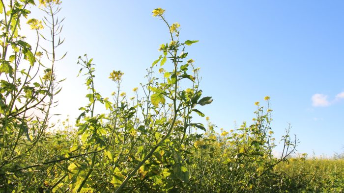 L'interculture a un intérêt agronomique et sur le stockage de carbone