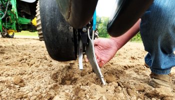 Une mise en terre du maïs aux petits oignons