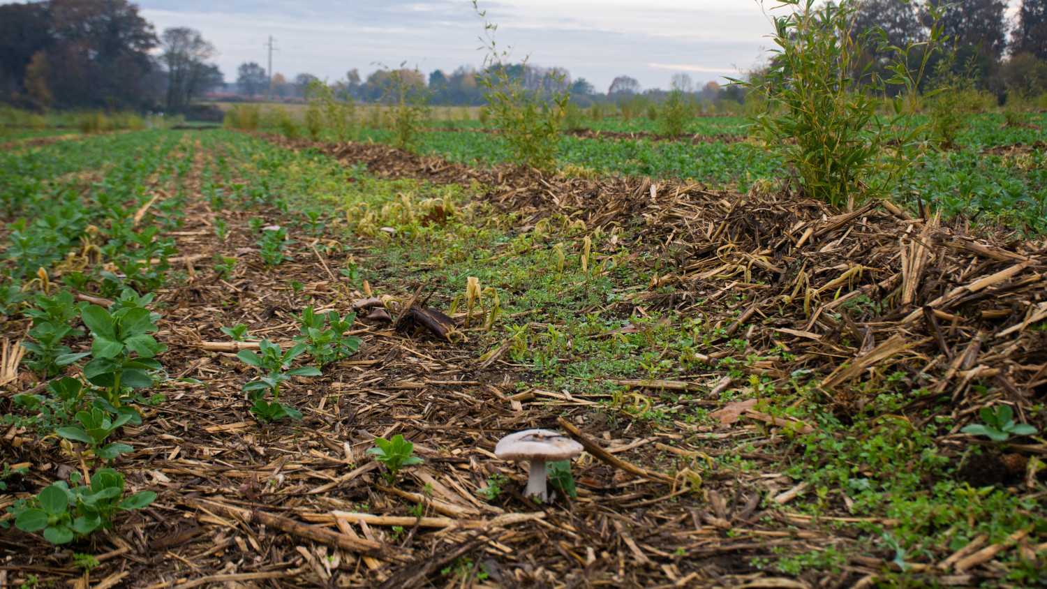 Culture du bambou en France méthode et débouchés