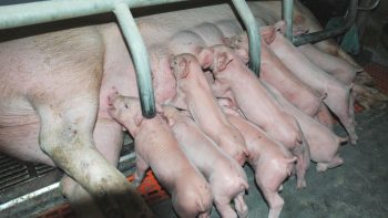 Une directive restrictive pour les élevages de porcs et volailles