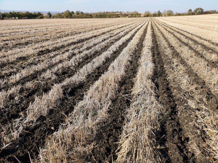 Passage de strip till après la récolte de blé.