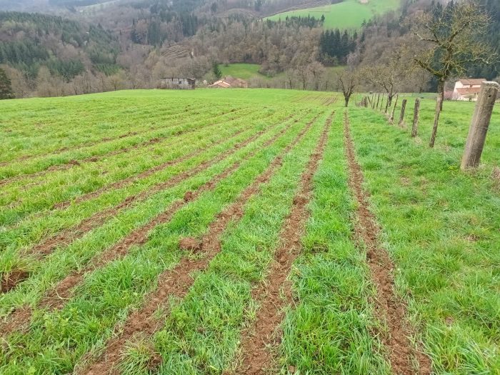 Un passage de strip till sur prairie avant le semis de maïs