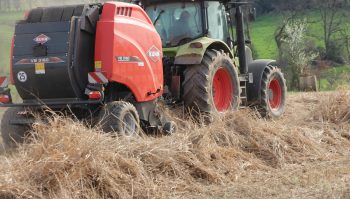 Le switchgrass comme solution au manque de paille