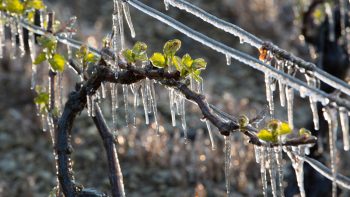 Gel : des pertes considérables dans les vignes