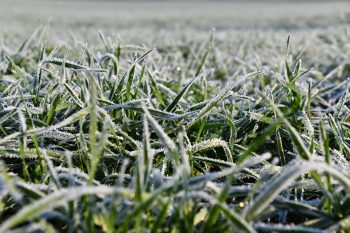 Faut-il craindre le gel au printemps 2024 ?