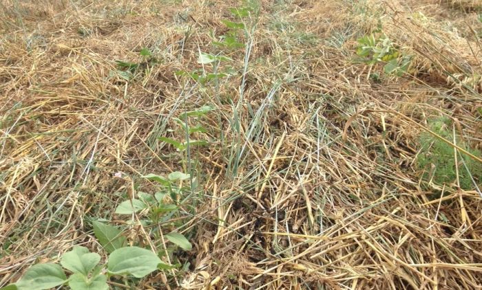 tournesol bio cultivé au strip-till