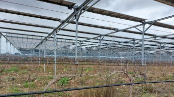 Le vin de demain poussera sous des panneaux solaires