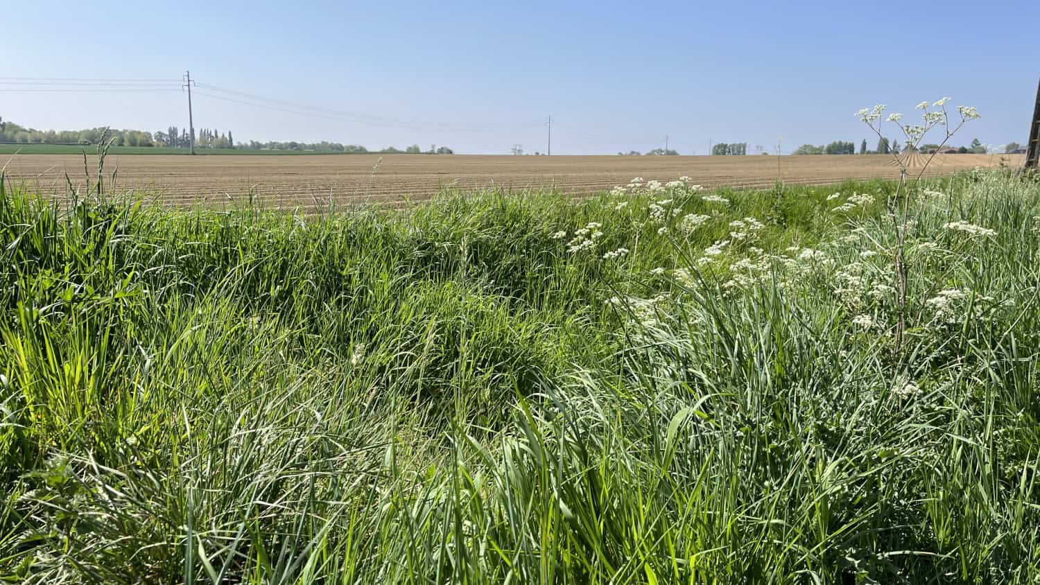 Evolution biodiversité bordure champ