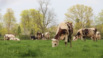 Réguler l’agrivoltaïsme plutôt que le subir