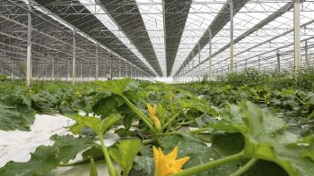Agrivoltaïsme : une définition pas si simple