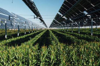 Projet agrivoltaïque : les six principes à respecter