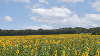 La densité de luzerne influence le rendement en tournesol