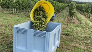 Des céréaliers d’Île-de-France deviennent vignerons