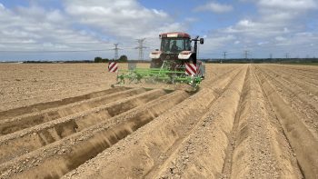 Campagne de pommes de terre, tout l’inverse de 2024