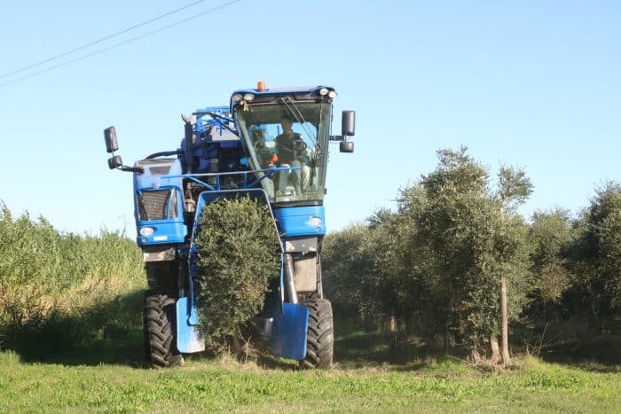 L'oléiculture est une filière typique de PACA qui se développe.