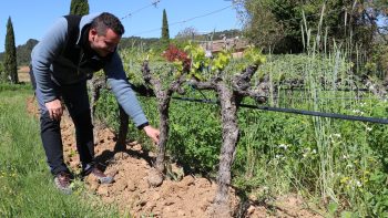 Dans le Var, une jeune cuma viticole qui regarde vers l’avenir