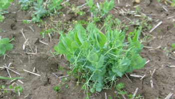 Les biostimulants doivent encore faire leurs preuves
