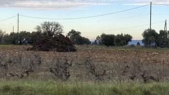Filières de PACA : état des lieux