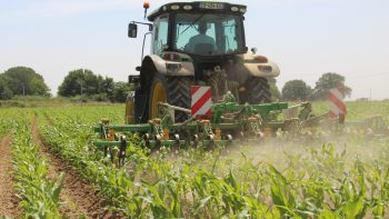 La prestation de binage s’est enracinée