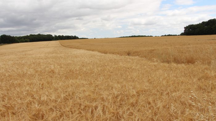 céréales à paille chaleur