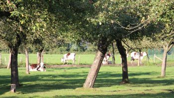 Une aide pour la plantation de vergers à cidre