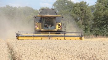L’impact des vagues de chaleur de 2025 sur les céréales à paille