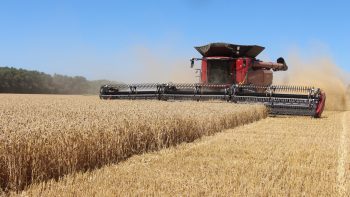 La plus grosse batteuse européenne de Case IH au travail