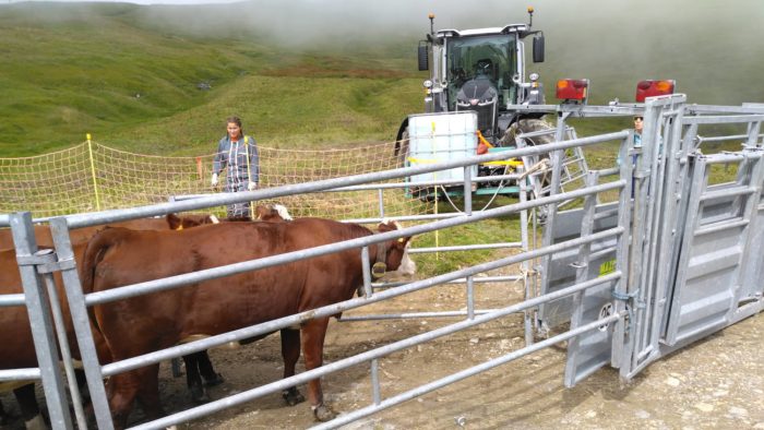 Chantier de vaccination contre la DNC en Savoie