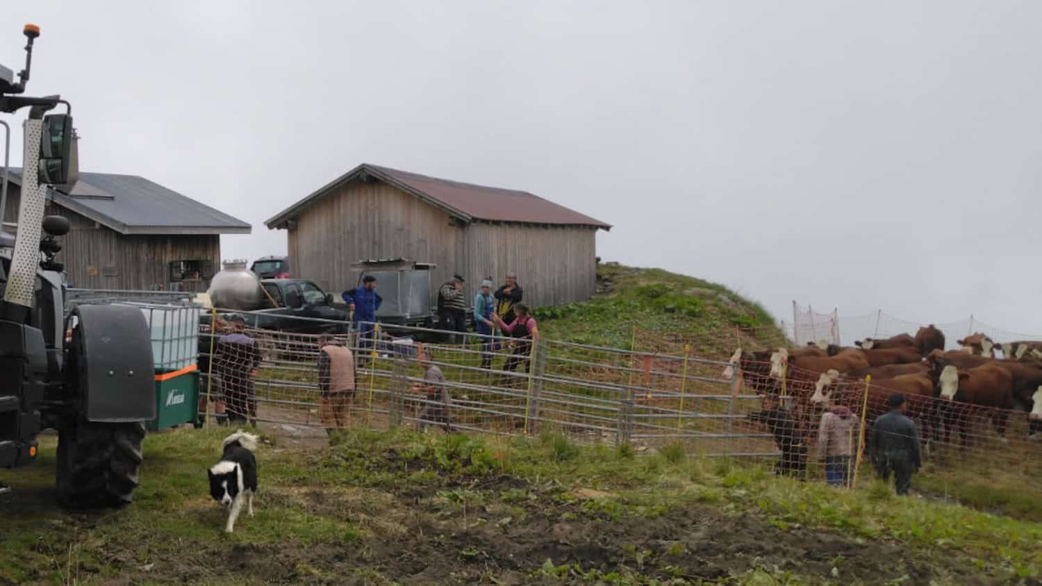 Chantier de vaccination contre la DNC en Savoie