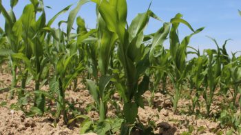 [Ensilage 2025] Floraison précoce du maïs fourrage