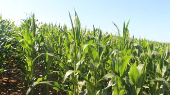 [Ensilage 2025] Premiers chantiers attendus pour la mi-août