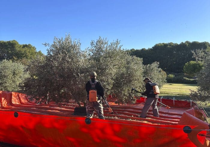 Les peignes vibreurs viennent en accompagnement de la chaîne de réciolte des olives. 