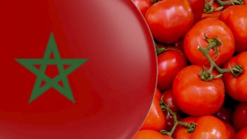 Tomate marocaine, monnaie d’échange ?