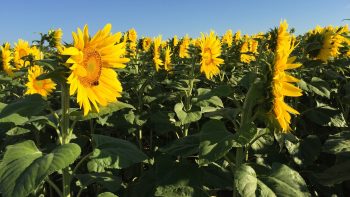 L’impact des vagues de chaleur de 2025 sur le tournesol et le soja