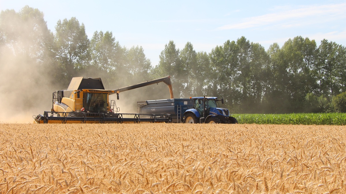 moisson avec vidange au champ