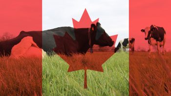 Au Canada, les quotas laitiers toujours là