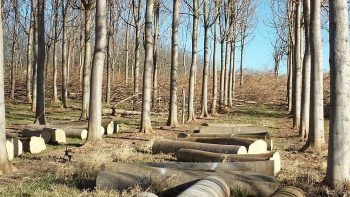Quelle rentabilité pour la culture du Paulownia?