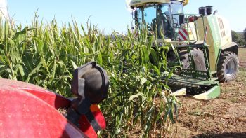 Rendements en berne pour les premiers ensilages de maïs 2025