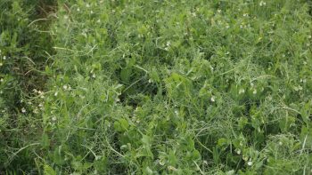 Moissons : une récolte « de pois ». La féverole sauve les meubles.