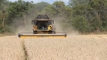 Récoltes 2025 : retour à la normale pour le blé. De bonnes qualités, en céréales comme en colza.